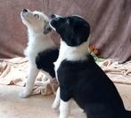 💖Slimme australian sheperd/kruising  pups reutjes💖, Dieren en Toebehoren, Rabiës (hondsdolheid), 8 tot 15 weken, Meerdere, Meerdere dieren