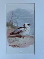 1901 - litho - Nonnetje / Smew / Mergellus albellus, Ophalen of Verzenden