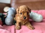 Dwerg poedels teefje 1500€ reutjes 1250€, Dieren en Toebehoren, Honden | Chihuahua's en Gezelschapshonden, Poedel, Nederland, 8 tot 15 weken