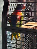 Lori van de blauwe bergen papagaai, Dieren en Toebehoren, Vogels | Parkieten en Papegaaien, Papegaai, Mannelijk, Tam