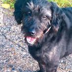 Lieve Neeltje, teefje, zoekt warm thuis, 6 jaar of ouder, Teef, Eén hond, Nederland