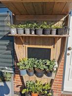 Hosta 's te koop., Ophalen of Verzenden, Zo goed als nieuw, Hout, Minder dan 60 cm