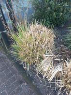 Pampasgras (Cortaderia selloana 'Pumila'), Ophalen, Vaste plant, Siergrassen, Volle zon