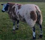 Ram rammen schaap schapen dekram Feest, Dieren en Toebehoren, Mannelijk, Schaap