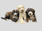 ter reservering zeldzame barbado da terceira pups voor 2025, Dieren en Toebehoren, Honden | Herdershonden en Veedrijvers, Fokker | Hobbymatig