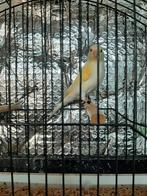 Mozaiëk x Raza, Dieren en Toebehoren, Vogels | Kanaries, Mannelijk, Kleurkanarie