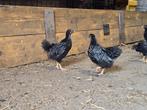 Barnevelder kuikens, Dieren en Toebehoren, Pluimvee, Geslacht onbekend, Kip