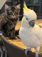 Kruising maine Coon / Ragdoll (kater), Meerdere dieren, Gechipt