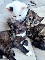 Jonge kittens, Dieren en Toebehoren, Katten en Kittens | Raskatten | Langhaar, Meerdere dieren, Ontwormd, 0 tot 2 jaar