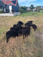 Stamboek Ouessant ARR*ARR ooien en rammen, Dieren en Toebehoren, Schapen, Geiten en Varkens, Meerdere dieren, Schaap