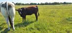 streeprug  dikbil stier en pimonthese, Dieren en Toebehoren, Runderen, Mannelijk