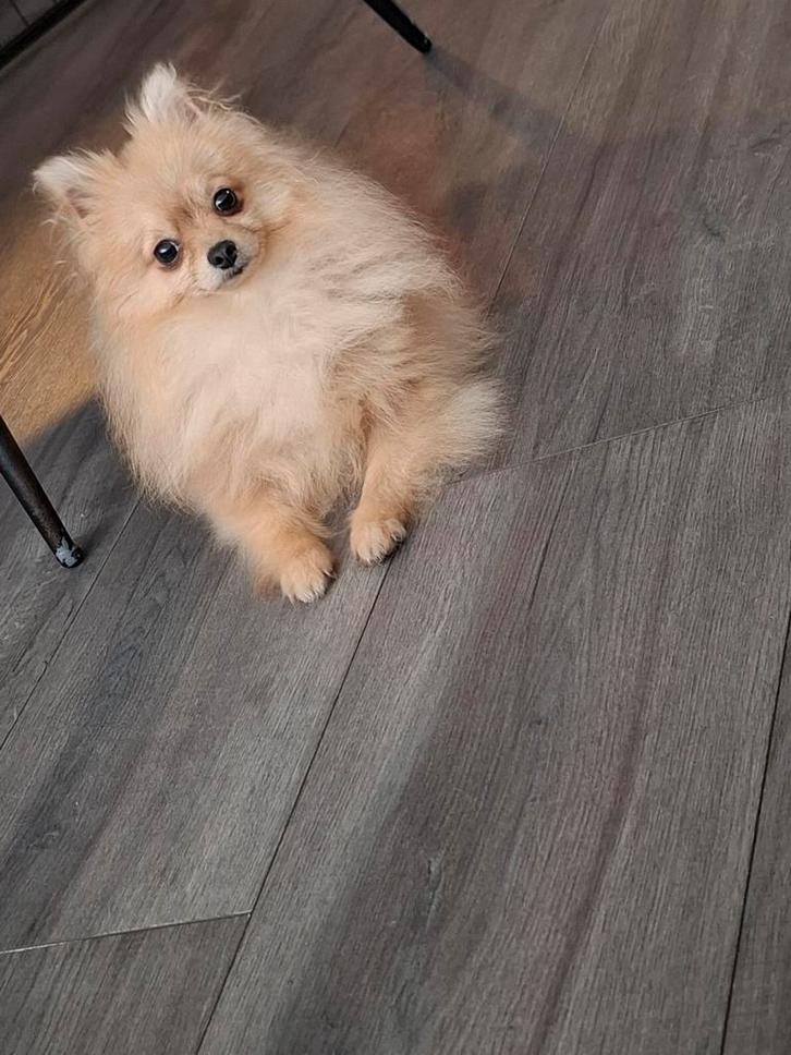 Pomeriaan teefje 1 jaar, Dieren en Toebehoren, Honden | Poolhonden, Keeshonden en Oertypen, Teef, Overige rassen, Particulier