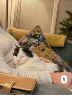 2 lieve, mooie katten ophalen wegens imigreren!!, Dieren en Toebehoren, Katten en Kittens | Overige Katten, Meerdere dieren