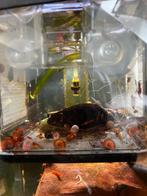 Aquarium posthoornslakken bruin/roze/rood, Ophalen, Nieuw, Plant(en), Steen of Hout