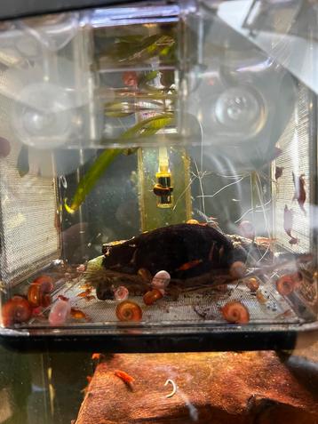Aquarium posthoornslakken bruin/roze/rood beschikbaar voor biedingen