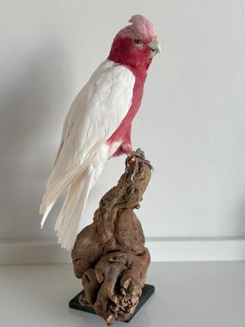 Opgezette Witte Kaketoe - Wildernis Atelier beschikbaar voor biedingen