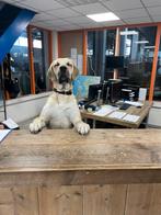 Kangal raahond vrouwtje, Dieren en Toebehoren, Honden | Retrievers, Spaniëls en Waterhonden, Particulier, 3 tot 5 jaar, Teef, Nederland