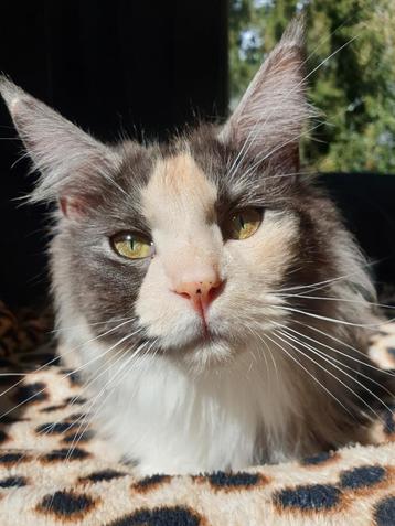 Gezocht: Rustig, lief baasje voor onze Maine Coon poes beschikbaar voor biedingen
