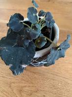 Begonia Black Mamba, Ophalen of Verzenden, Overige soorten, Minder dan 100 cm
