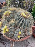 Cactus Fraai op kleur Ferocactus Glaucescens 65 cm schaal., Ophalen, Minder dan 100 cm, Bloeiende kamerplant, Volle zon