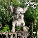 Nog 3 prachtige Franse Bulldog pups!!!, Dieren en Toebehoren, Honden | Bulldogs, Pinschers en Molossers, CDV (hondenziekte), Particulier