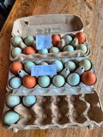 Broedeieren van onze eigen kippen – met zorg bewaard, Dieren en Toebehoren, Pluimvee, Geslacht onbekend, Kip