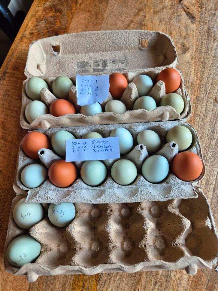 Broedeieren van onze eigen kippen – met zorg bewaard, Dieren en Toebehoren, Pluimvee, Kip, Geslacht onbekend