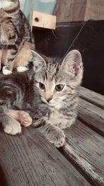 Boerderijkittens, Poes, Kortharig, 0 tot 2 jaar