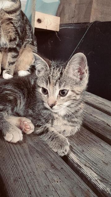 Boerderijkittens beschikbaar voor biedingen
