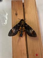 Atropos ongeprepareerd A1, Dieren en Toebehoren, Insecten en Spinnen