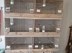 Broedkooien met ledverlichting, Dieren en Toebehoren, Ophalen of Verzenden, Zo goed als nieuw, Hout, Broedkooi of Kweekkooi