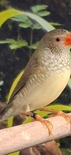 Gezocht 1 of 2 binsenastrildes Poppen., Dieren en Toebehoren, Vrouwelijk