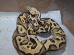 Python regius - Koningspython Pastel Fire Laopard Het Clown, Slang