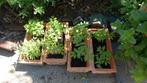Kerstomatenplanten, Tuin en Terras, Planten | Tuinplanten, Ophalen, Zomer, Groenteplanten, Volle zon