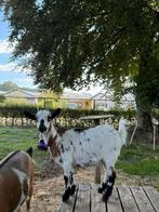 2 tamme leuke geitjes te koop, Dieren en Toebehoren, Schapen, Geiten en Varkens, Vrouwelijk, Geit