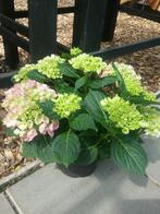 Tuinhortensia, Zomer, Overige soorten, Ophalen