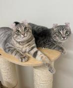 American curl kittens | fantastische katakter | stamboom, Dieren en Toebehoren, Meerdere dieren, Kortharig, 0 tot 2 jaar