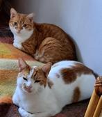 Kattenoppas Hengelo e.o., Diensten en Vakmensen, Particuliere oppas