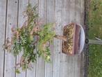 Acer bonsai, Tuin en Terras, Planten | Bomen, Ophalen, Bloeit niet, Halfschaduw, Overige soorten