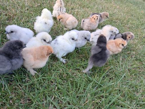 Zijdehoen kriel hen kuikens, Dieren en Toebehoren, Pluimvee, Kip, Meerdere dieren