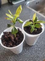 Citroen  plantjes, Ophalen, Halfschaduw, Minder dan 100 cm