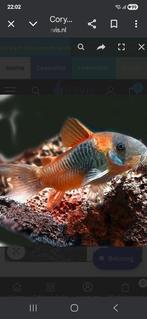 Corydoras venezuela orange, Dieren en Toebehoren, Vis