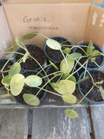 Pannenkoekenplantjes, Ophalen, Overige soorten, Minder dan 100 cm