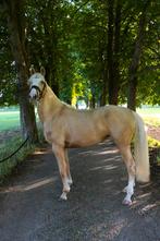 Eyecatcher 3 jarige palomino merrie, Dieren en Toebehoren, Paarden, Merrie, Dressuurpaard, 3 tot 6 jaar, 160 tot 165 cm