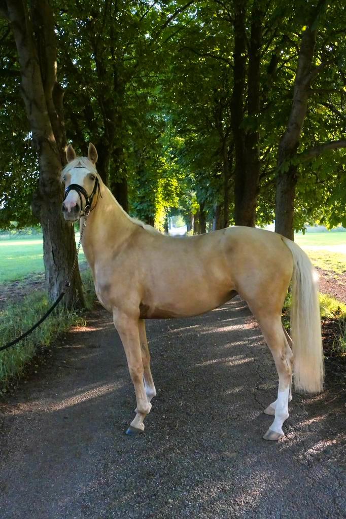 Eyecatcher 3 jarige palomino merrie, Dieren en Toebehoren, Paarden, Merrie, Onbeleerd, Minder dan 160 cm, 3 tot 6 jaar, Dressuurpaard