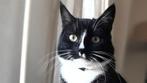 GEZOCHT: liefdevol nieuw huis voor onze kater Jack, Dieren en Toebehoren, Katten en Kittens | Overige Katten, Kater