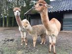 Te koop Alpaca hengst geboren juli 2024, Dieren en Toebehoren, Overige Dieren, Mannelijk, Na 1 juli 2024