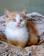 Brits korthaar katertje *met blauwe ogen*, Dieren en Toebehoren, Katten en Kittens | Raskatten | Korthaar, 0 tot 2 jaar, Kater