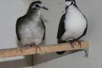 Tekoop: tamboerijn duif doffer, Dieren en Toebehoren, Vogels | Duiven, Mannelijk