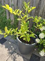 Magnolia plant, Tuin en Terras, Planten | Tuinplanten, Vaste plant, Halfschaduw, Zomer, Ophalen